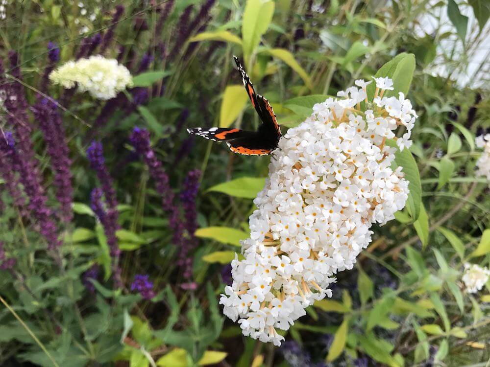 A bee on a buddleja bush