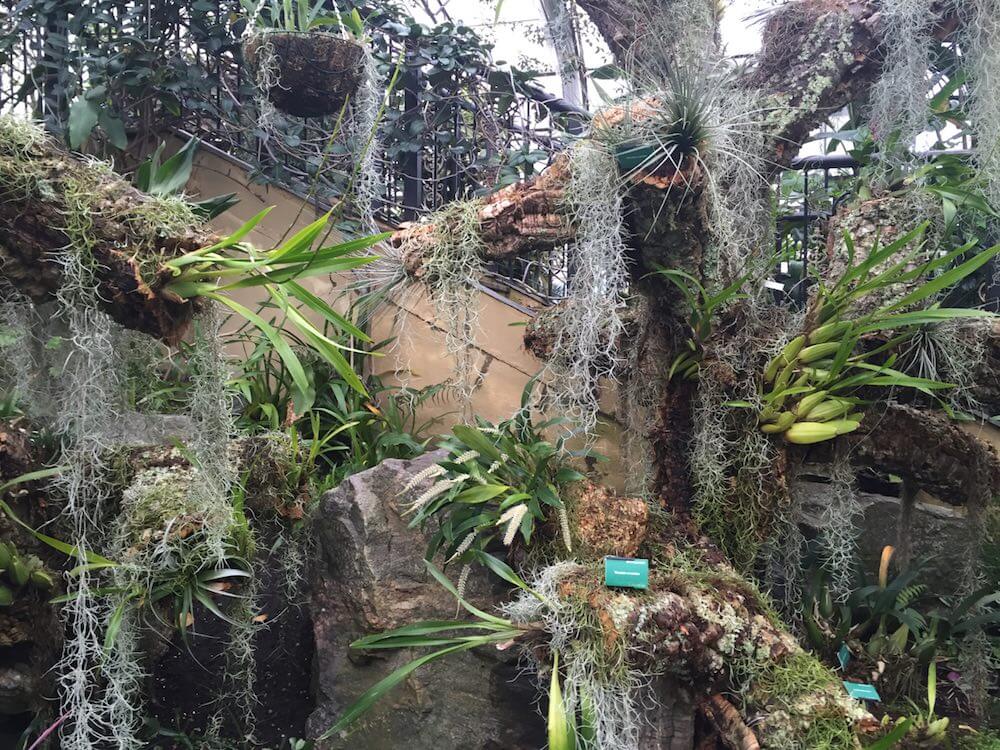 Air plants in a tropical glass house