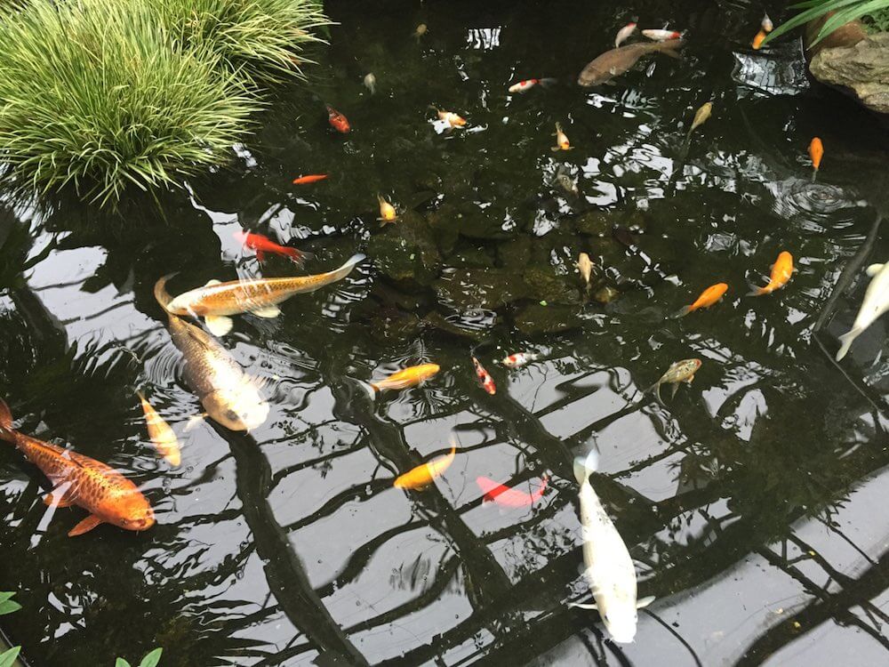 A koi pond at Inverness botanical gardens