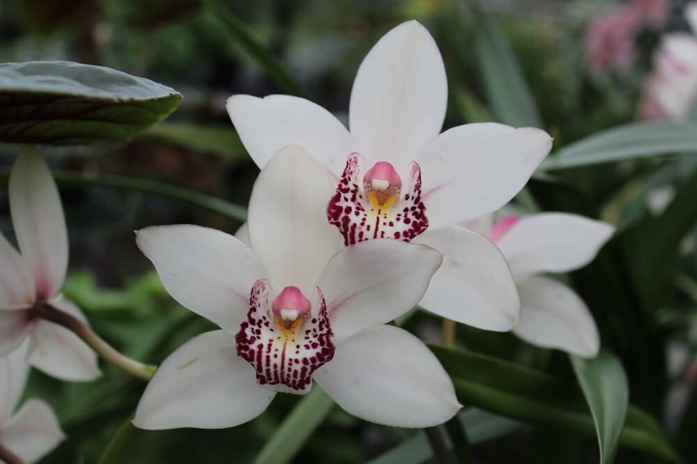 White orchids with pink centres