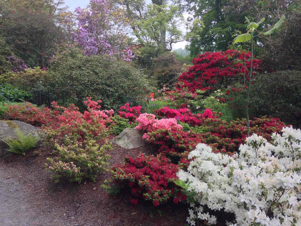 A collection of Rhododendrons in Spring