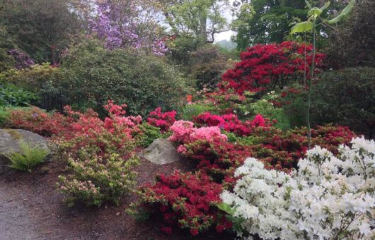 Bodnant gardens rhododendrons