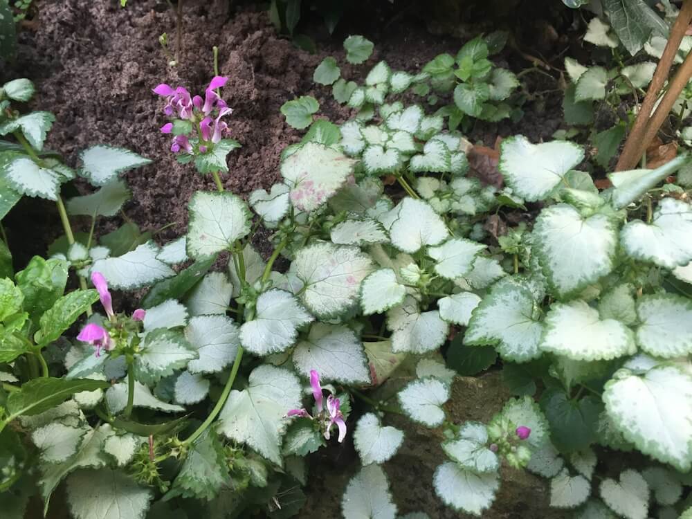 Lamium in a shaded garden bed