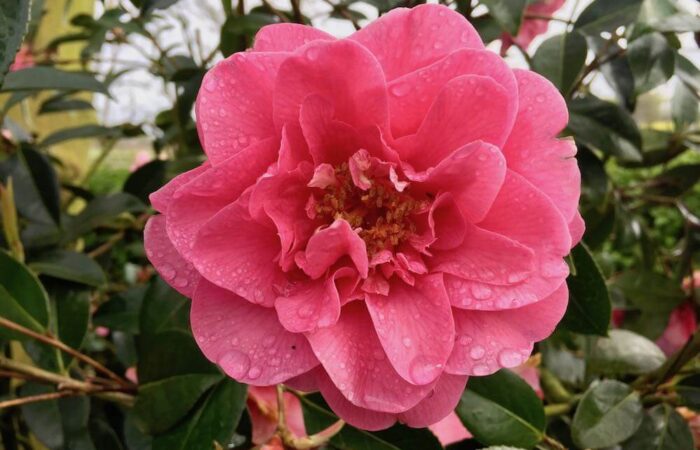 A pink floribunda climbing rose