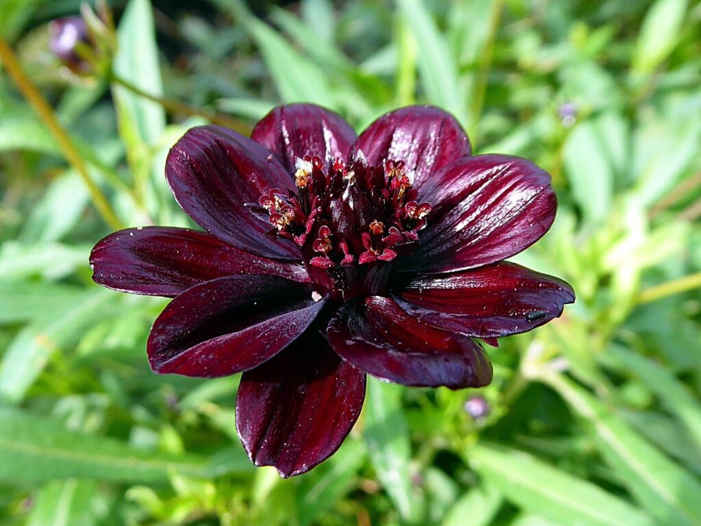 Sensory plants that smell delicious