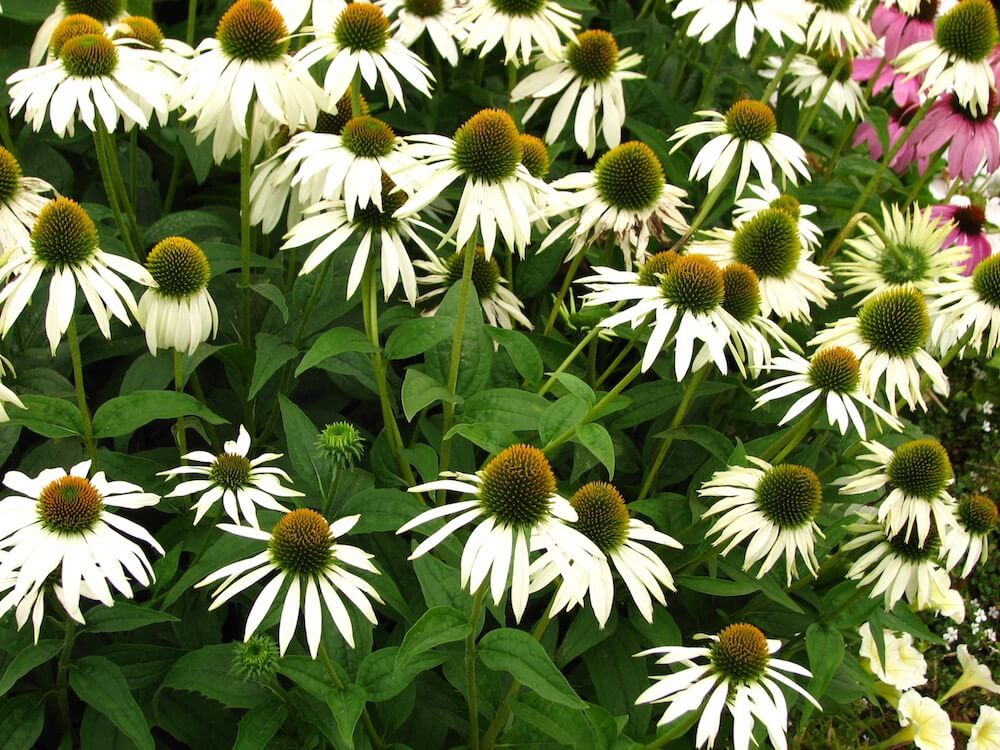 A large bunch of Echinacea white swan in Garden Ninjas design