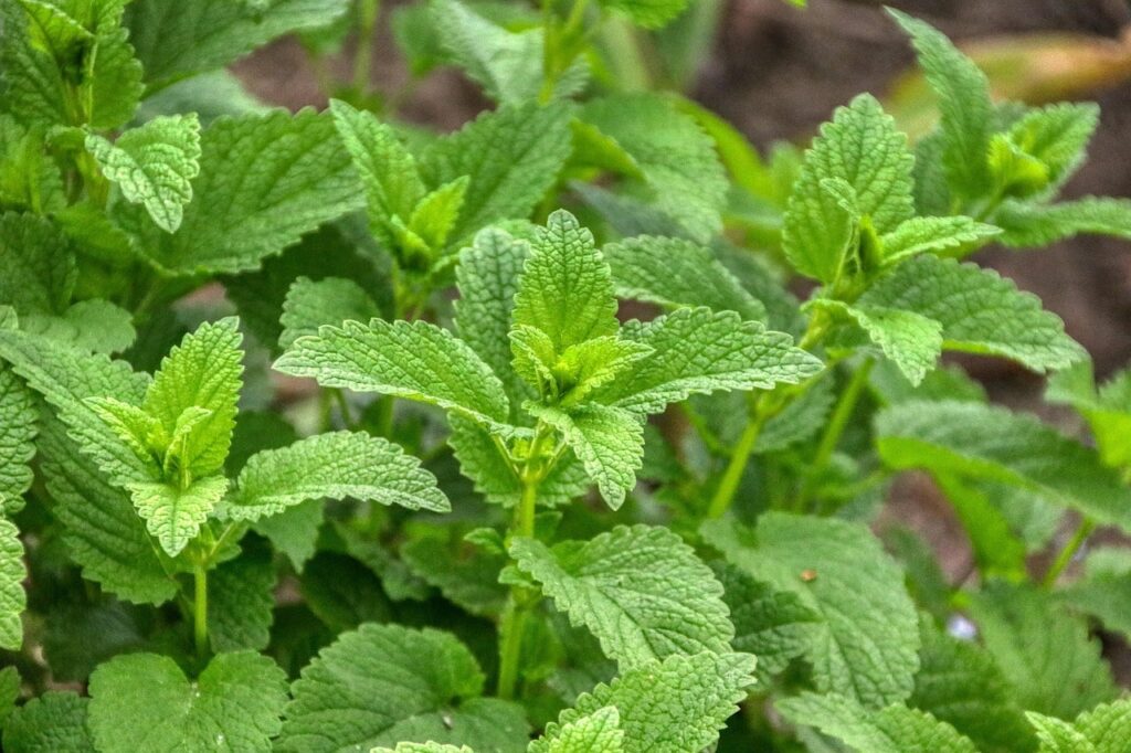 Sensory plants for smell