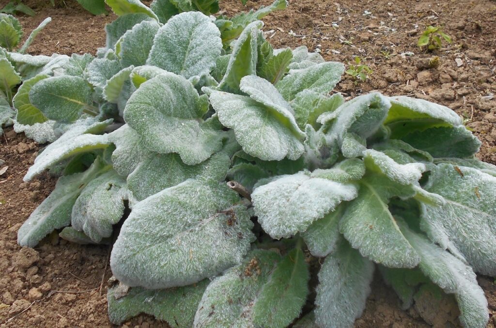 Sensory plants for touch