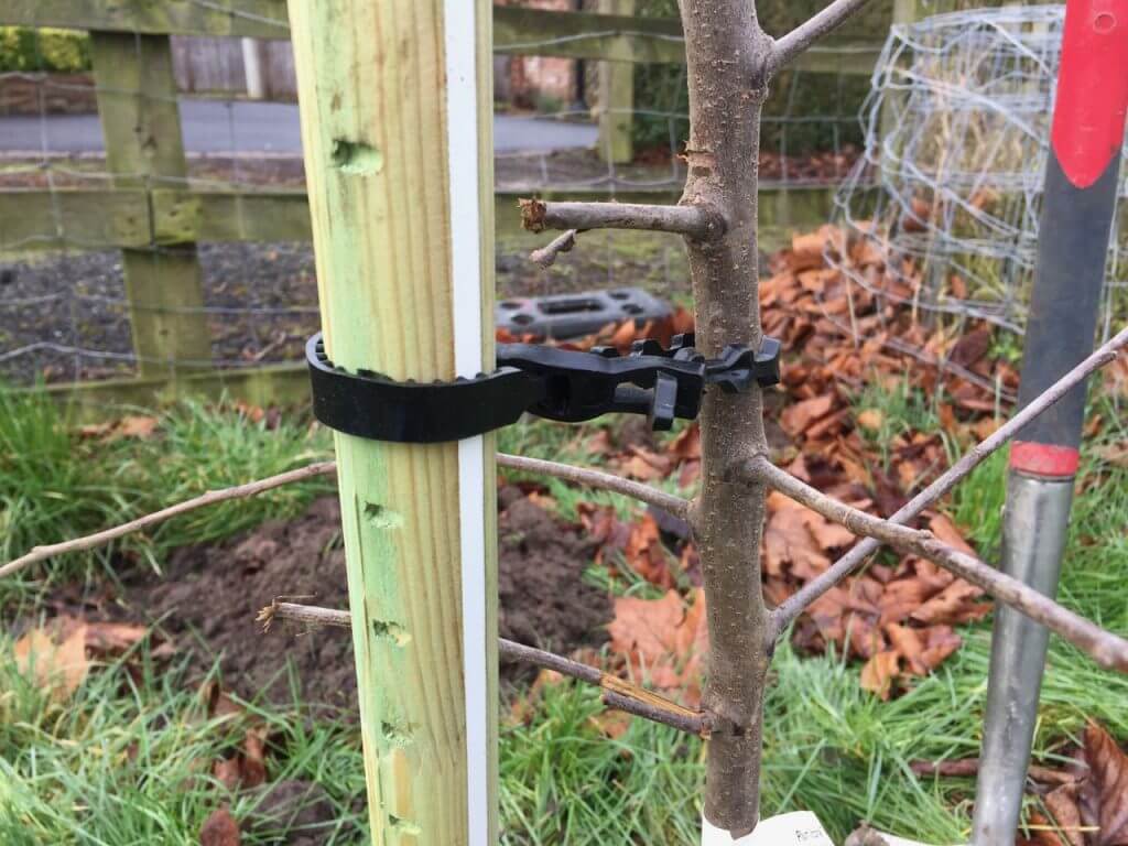 A rubber tree tie and stake for a fruit tree