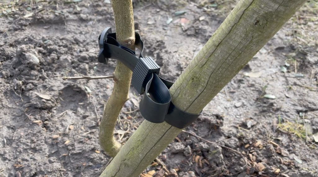 A rubber tree tie around a tree