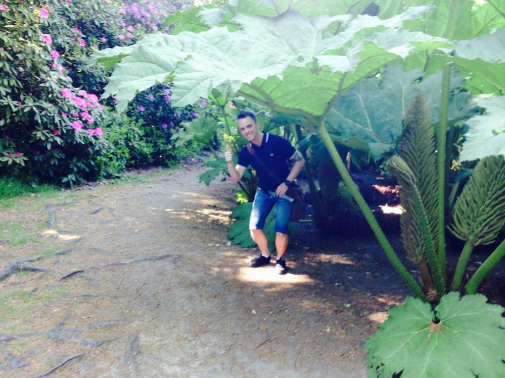 Garden Ninja hiding under a Gunnera plant