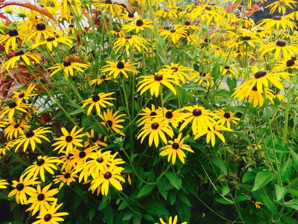 Rudbeckia hirta bright yellow flowers