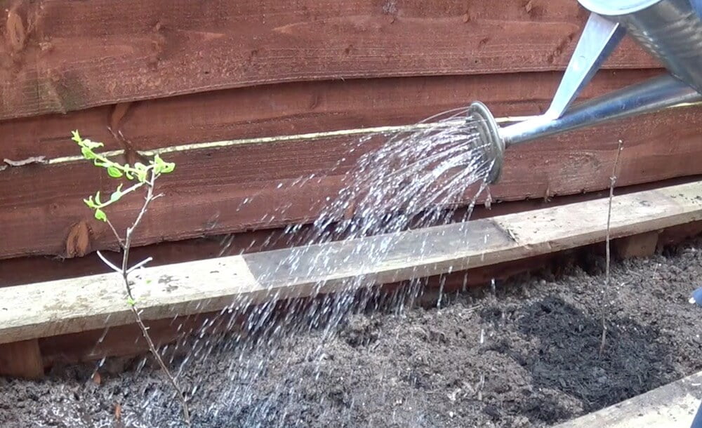 Watering in new plants in a riased bed