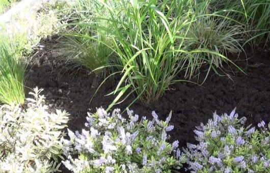 A freshly mulched front garden