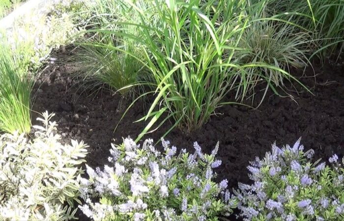 A freshly mulched front garden