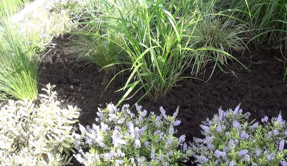 A freshly mulched front garden