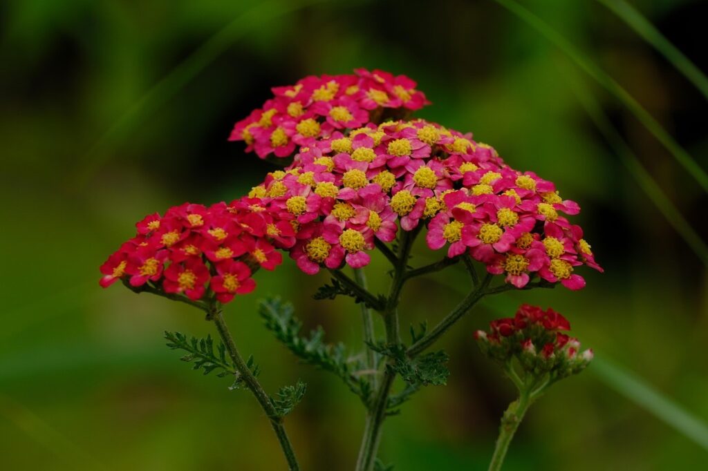 Red achilleas