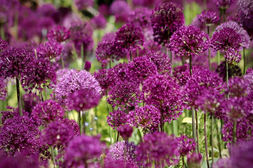 Allium planting guide