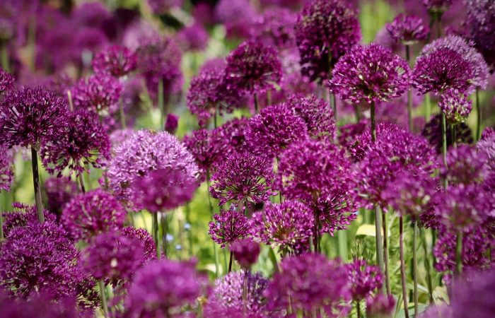 Allium planting guide