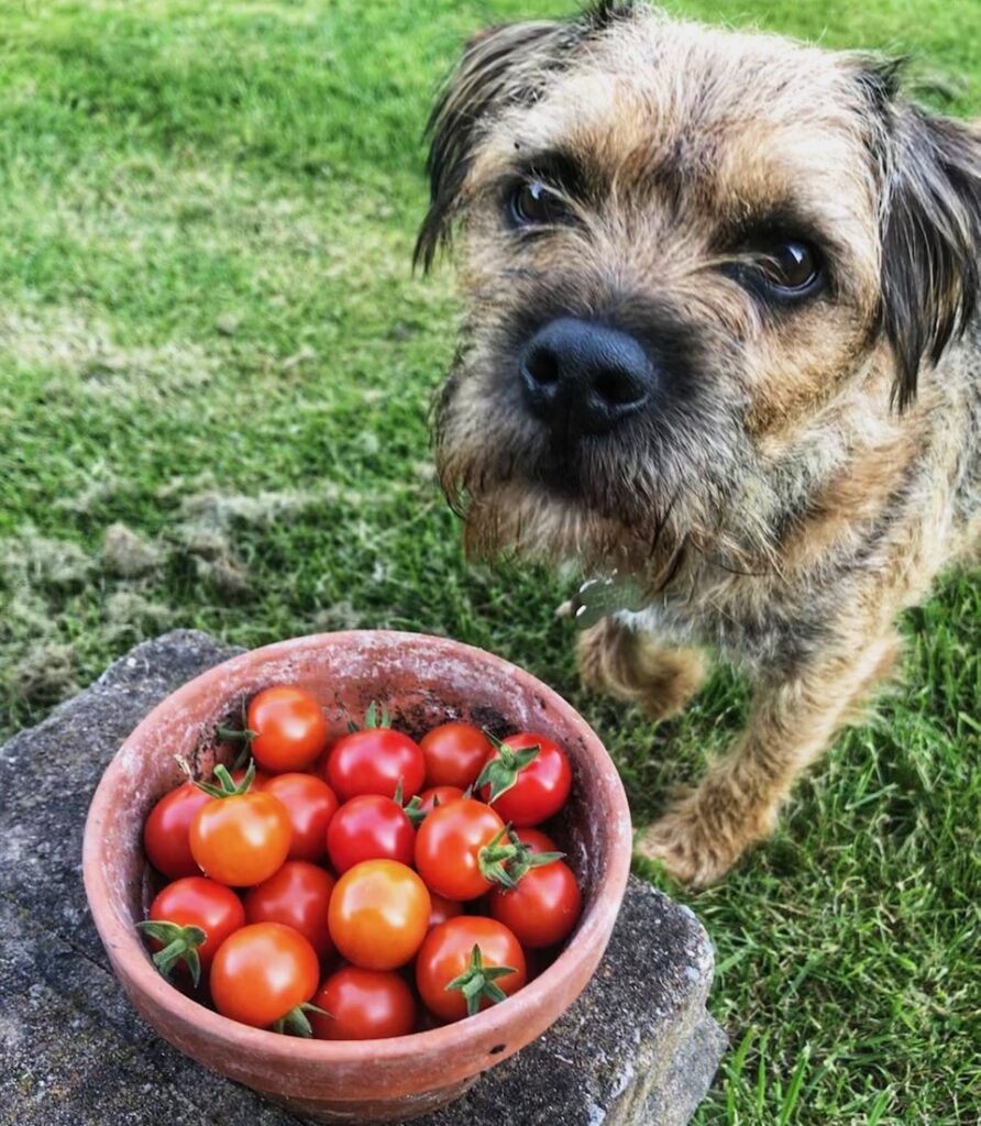 Barry the border and tomatoes