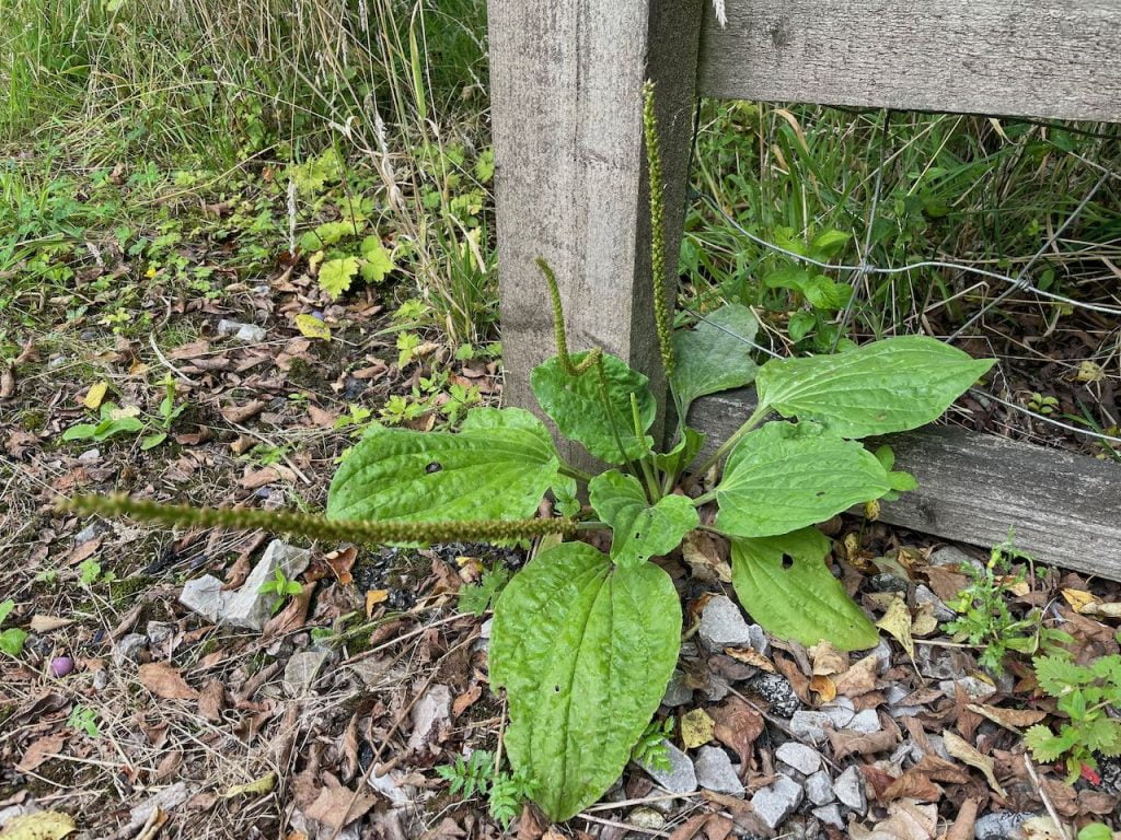 A plantain weed in a garden