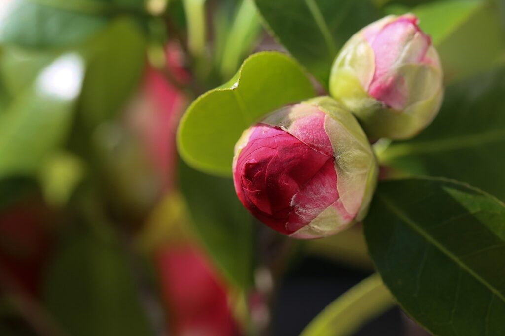 Problems with camellias