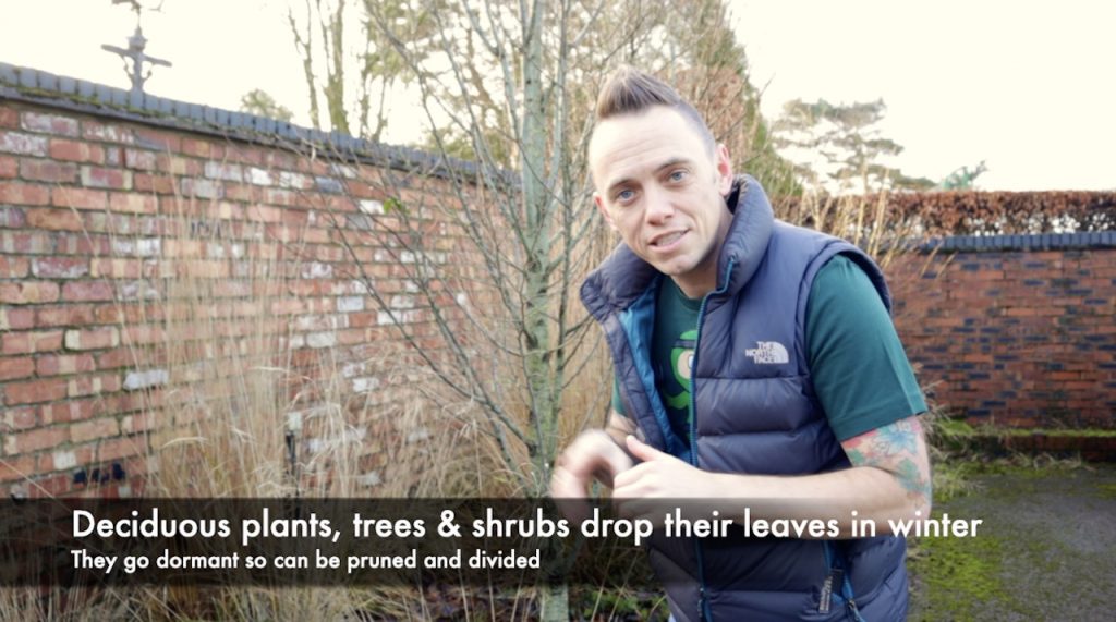 Pruning deciduous plants in winter