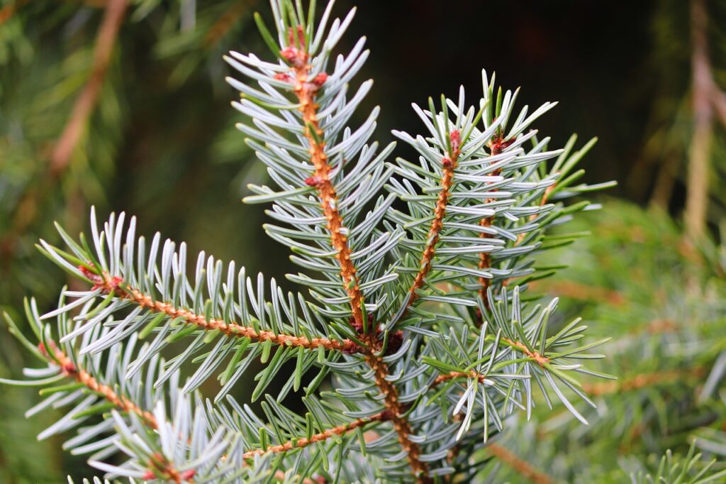 Living christmas tree guide Lee Burkhill