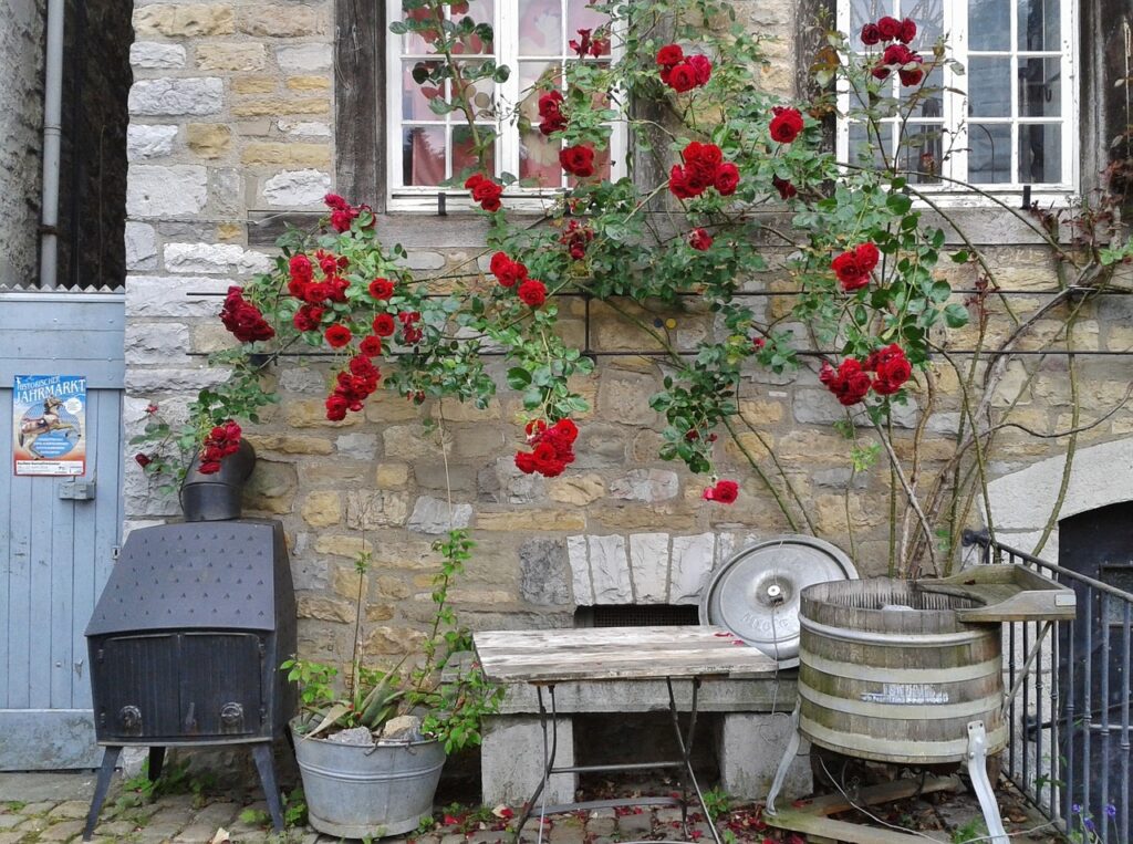 A red climbing rose