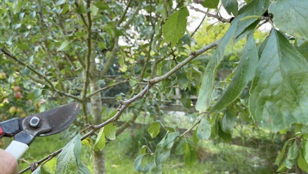 Pruning a cherry