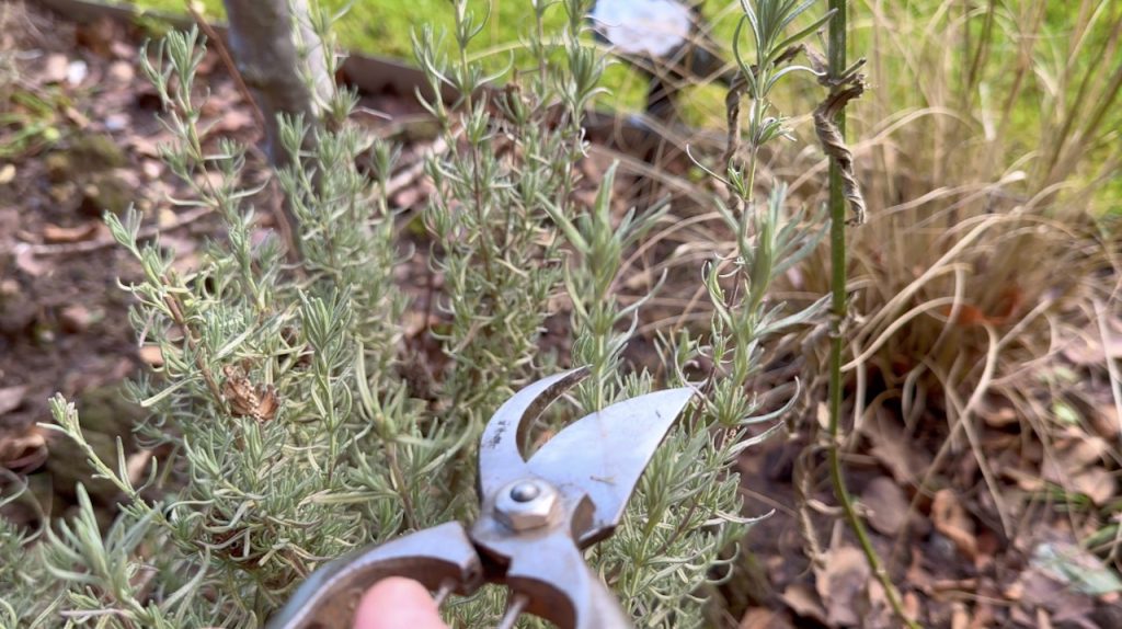 Cutting off 1/3 of lavender plants