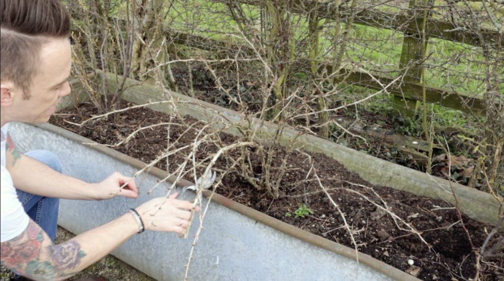 Gooseberries being pruned