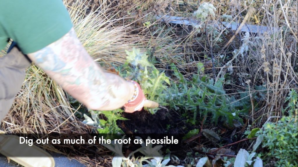 Removing garden weeds easily