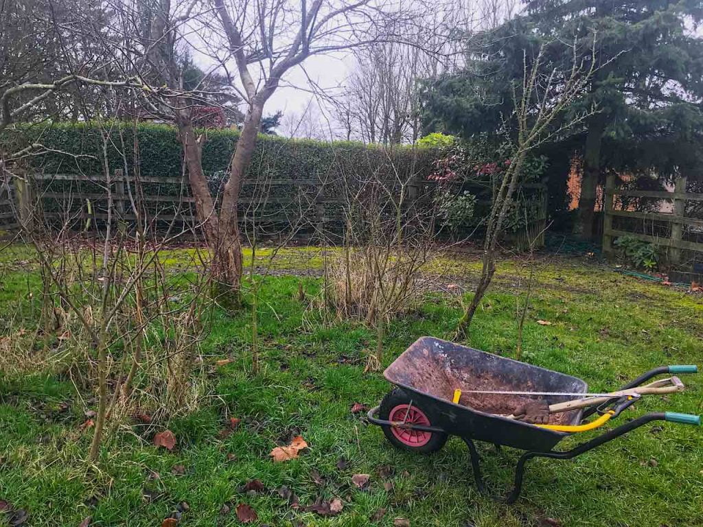 January garden tour wheelbarrow and trees