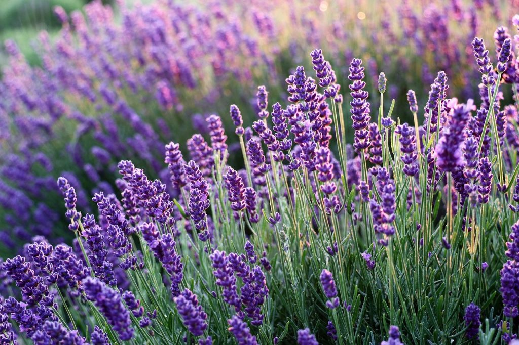 Purple spikes of lavender flowers