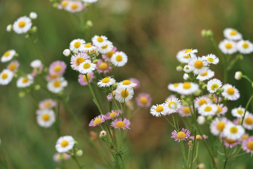 Fleabane flowers in a garden design