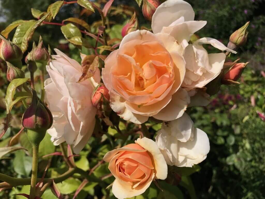 A peach floribunda rose