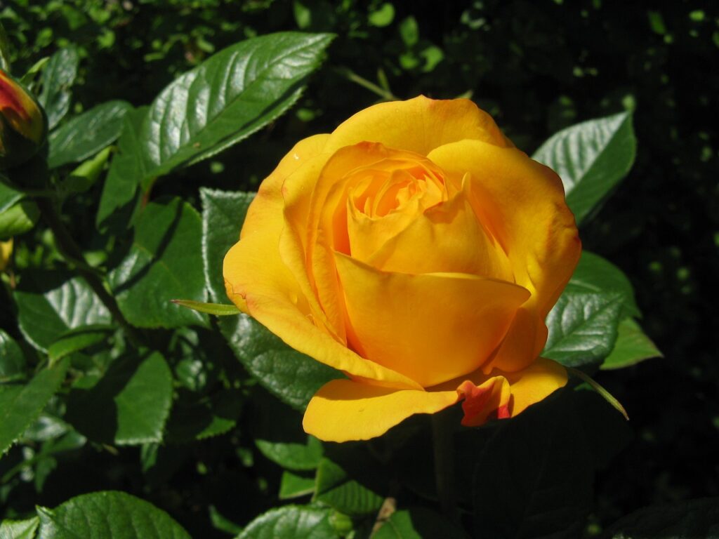 A floribunda yellow rose