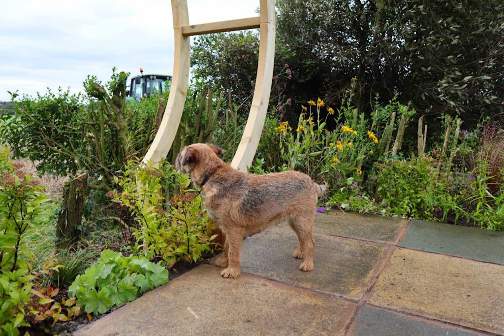 Barry the border terrier looking at a tractor