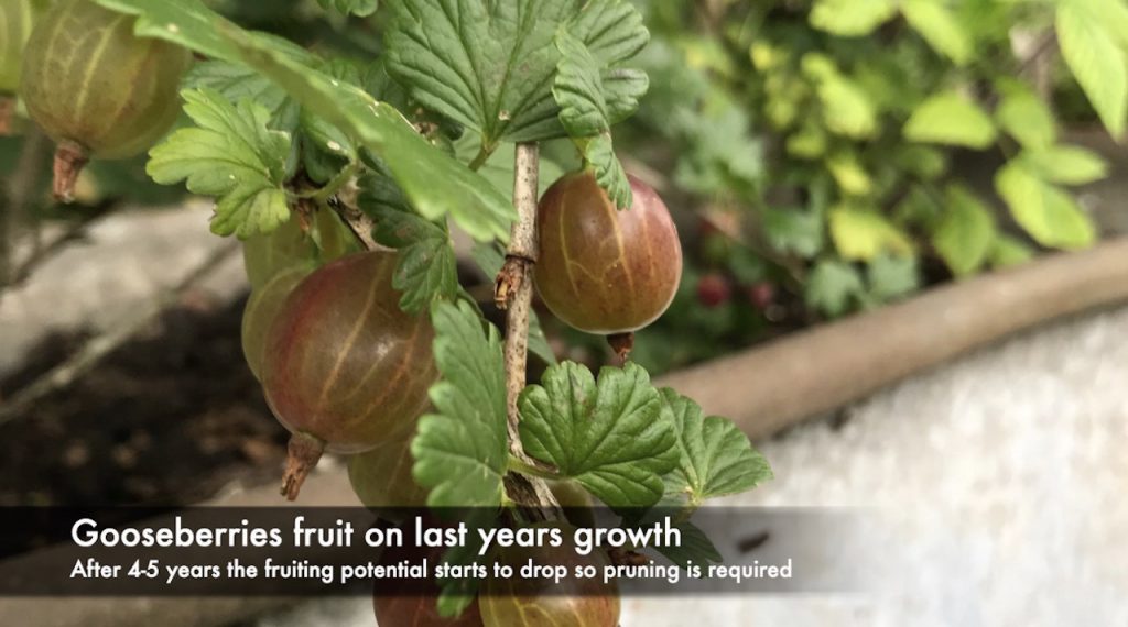 How to prune gooseberries