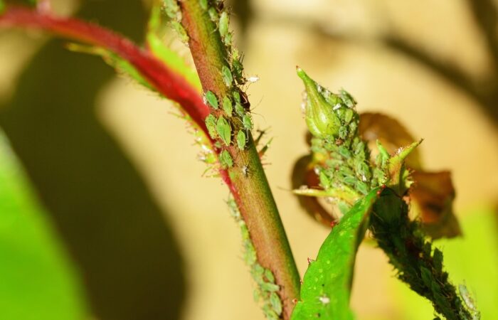 How to get rid of white fly