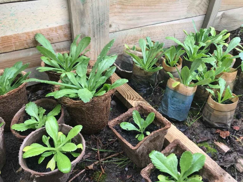 Plastic free seedlings in pots