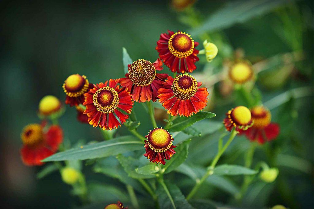 Red heleniums in Lee Burkhills garden