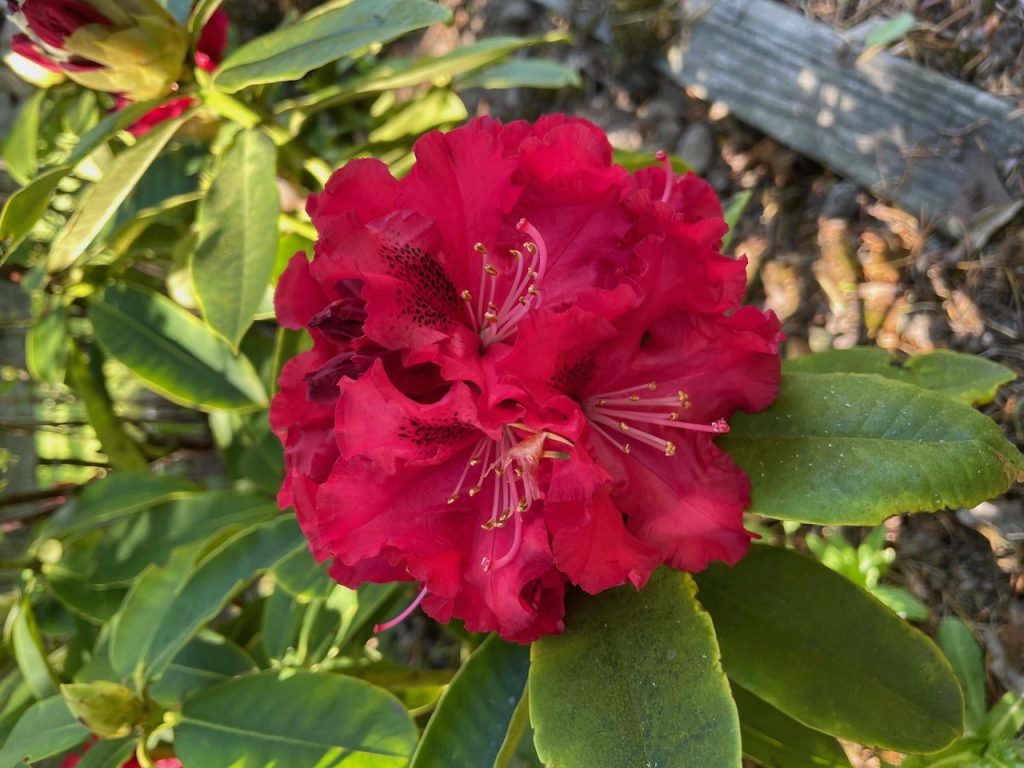 Azalea in flower