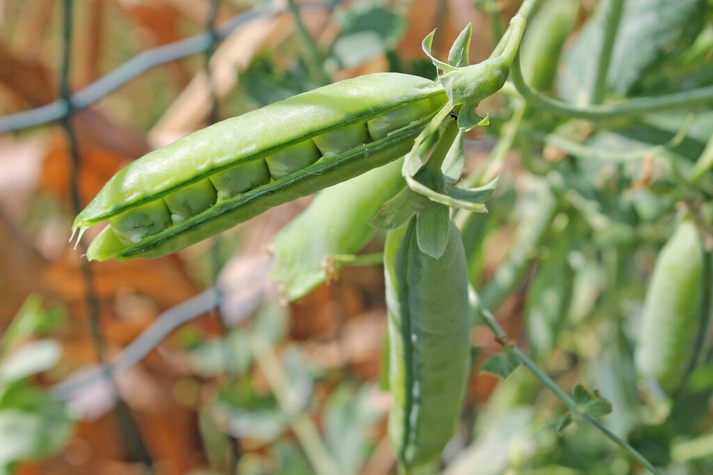 Garden green peas harvesting