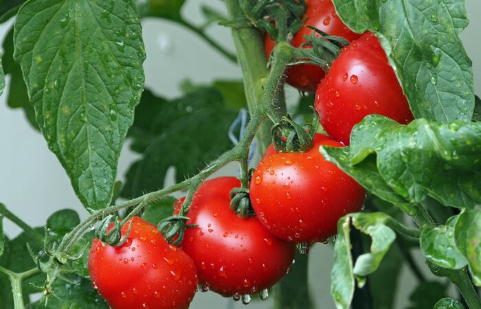 Vine ripened tomatoes