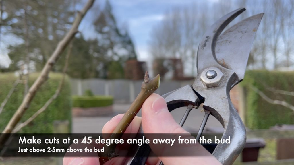 a 45 degree pruning cut on a pear tree