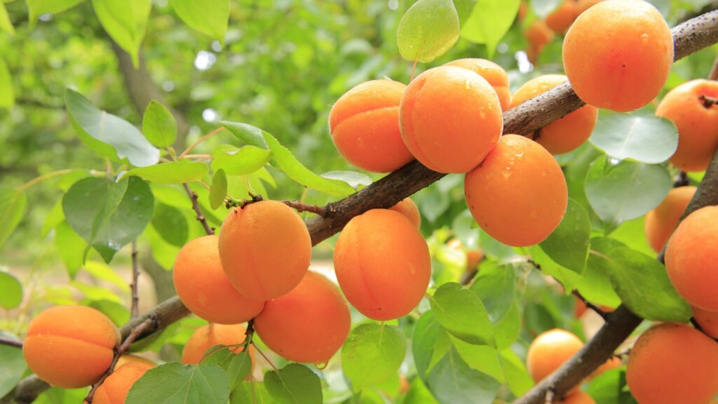 How to prune an apricot tree