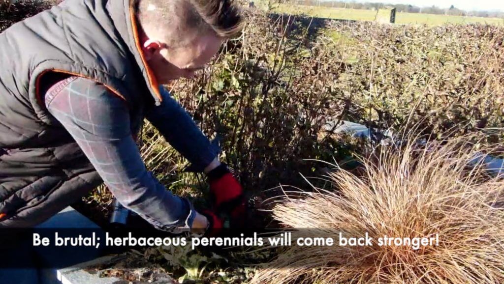 Garden Ninja cutting back herbaceous plants