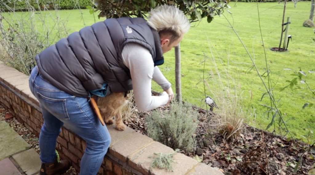 Checking pruning progress of lavender